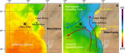 Environmental control of interannual and seasonal variability in dinoflagellate cyst export flux over 18 years in the Cape Blanc upwelling region (Mauritania)